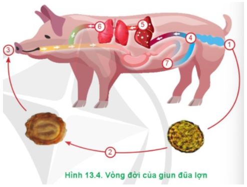 Công nghệ 11 Cánh diều bài 13