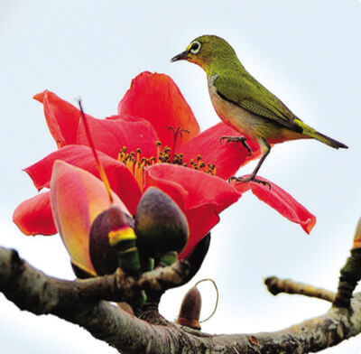 Ôn tập cuối học kì 1 - Tiết 3 Cánh Diều