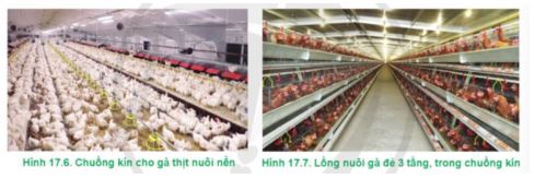 Công nghệ 11 Cánh diều bài 17