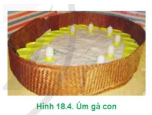 Công nghệ 11 Cánh diều bài 18