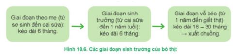 Công nghệ 11 Cánh diều bài 18