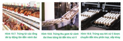 Công nghệ 11 Cánh diều bài 19