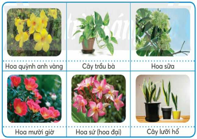 Khám phá trang 8 SGK Công nghệ 4