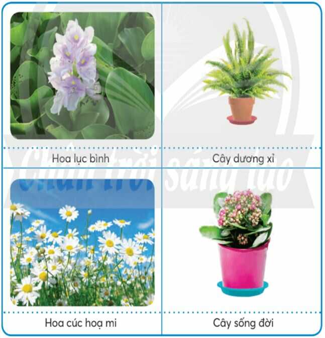 Khám phá trang 10 SGK Công nghệ 4