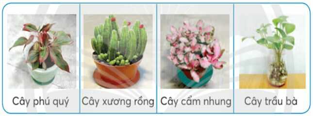 Vận dụng trang 36 SGK Công nghệ 4