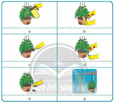 CÔNG VIỆC CHĂM SÓC HOA VÀ CÂY CẢNH TRONG CHẬU