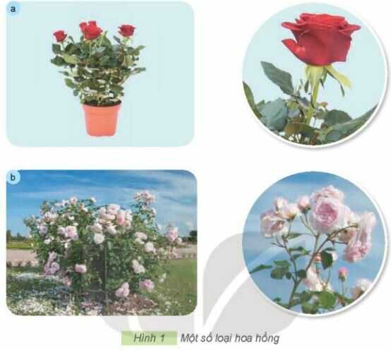 Giải SGK Công nghệ lớp 4 KNTT Bài 2: Một số loại hoa, cây cảnh phổ biến
