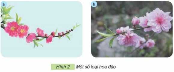 Khám phá trang 13 SGK Công nghệ 4