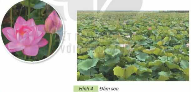 Khám phá trang 14 SGK Công nghệ 4