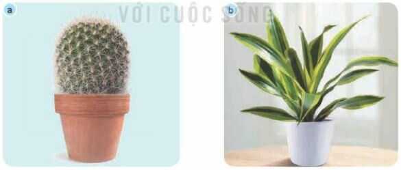 Khám phá trang 15 SGK Công nghệ 4