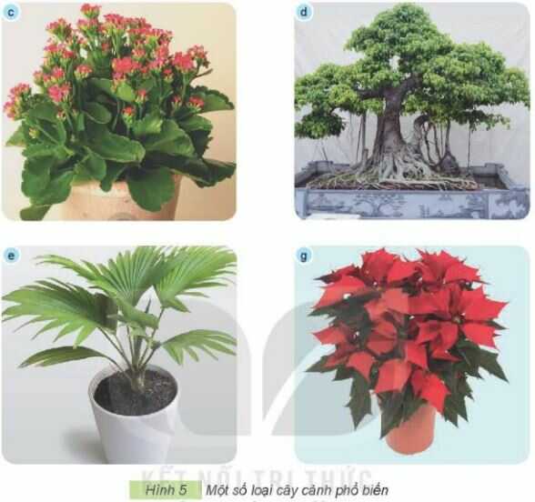 Khám phá trang 15 SGK Công nghệ 4