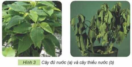 Khám phá trang 28 SGK Công nghệ 4