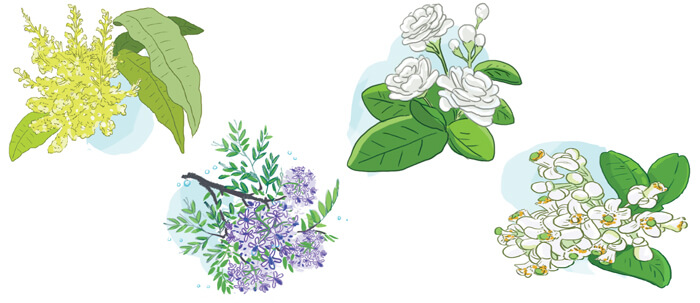 Tiếng Vườn lớp 2