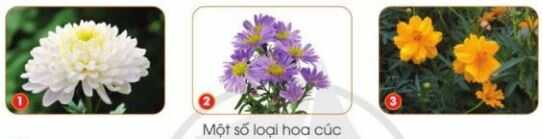 Khám phá trang 10 SGK Công nghệ 4