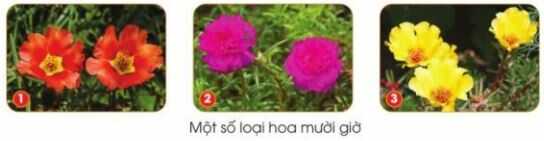 Khám phá trang 10 SGK Công nghệ 4