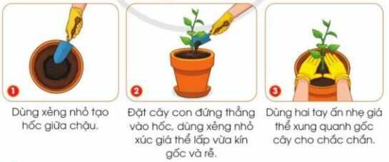 Khám phá trang 24 SGK Công nghệ 4