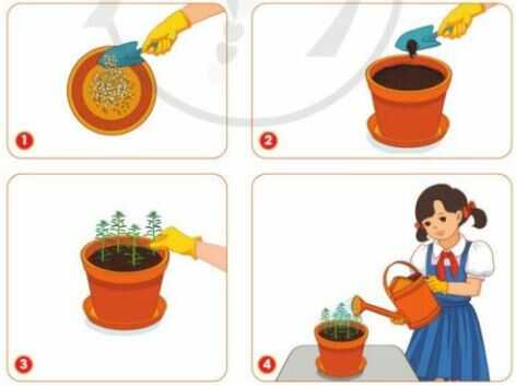 Thực hành trang 32 SGK Công nghệ 4