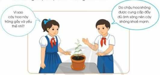 Khám phá trang 29 SGK Công nghệ 4