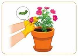 Khám phá trang 31 SGK Công nghệ 4