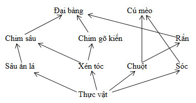 Ví dụ và vẽ sơ đồ về lưới thức ăn