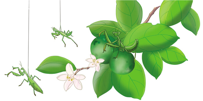 Trứng bọ ngựa nở lớp 4