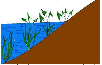 Bộ đề thi thử THPT Quốc gia 2024 môn Sinh học bám sát đề minh họa