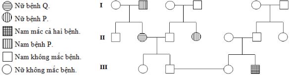 Bộ đề thi thử THPT Quốc gia 2024 môn Sinh học bám sát đề minh họa