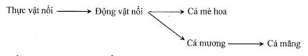 Bộ đề thi thử THPT Quốc gia 2024 môn Sinh học bám sát đề minh họa