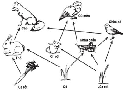 Bộ đề thi thử THPT Quốc gia 2024 môn Sinh học bám sát đề minh họa