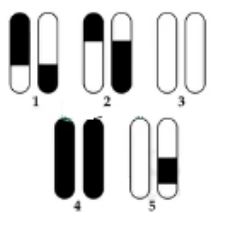 Đề thi thử THPT Quốc gia năm 2024 lần 1 môn Sinh học trường THPT Kiến Thụy Hải Phòng