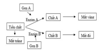 Đề thi thử THPT Quốc gia năm 2024 lần 3 môn Sinh học trường THPT Đội Cấn, Vĩnh Phúc