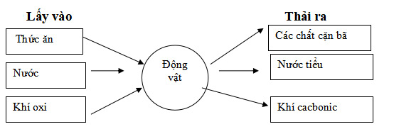 Đề thi học kì 2 môn Khoa học lớp 4