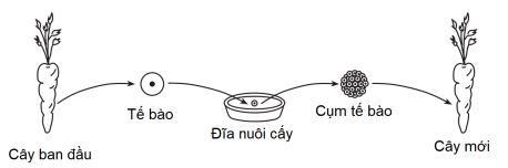 đề thi thử bám sát đề minh họa 2024 môn Sinh