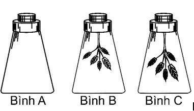 Đề thi thử bám sát đề minh họa 2024 môn Sinh