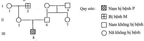 Đề thi thử bám sát đề minh họa 2024 môn Sinh