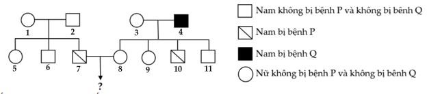 Đề thi thử bám sát đề minh họa 2024 môn Sinh