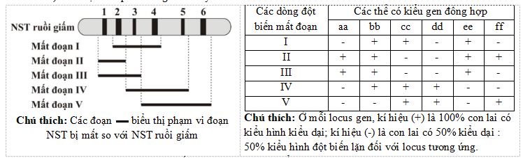 Đề thi thử bám sát đề minh họa 2024 môn Sinh