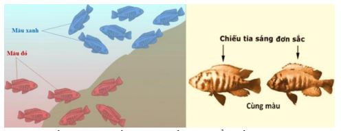 Đề thi thử bám sát đề minh họa 2024 môn Sinh