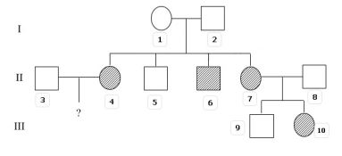 Đề thi thử bám sát đề minh họa 2024 môn Sinh