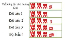 Đề thi thử bám sát đề minh họa 2024 môn Sinh