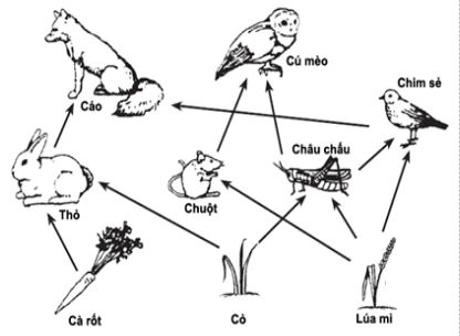 Đề thi thử bám sát đề minh họa 2024 môn Sinh