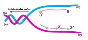 Đề thi thử bám sát đề minh họa 2024 môn Sinh
