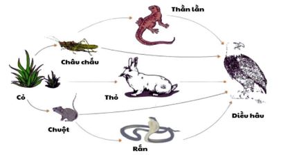 Đề thi thử bám sát đề minh họa 2024 môn Sinh