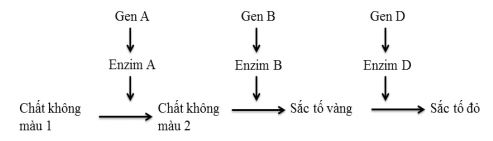 Đề thi thử bám sát đề minh họa 2024 môn Sinh