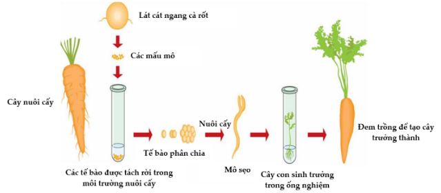 Đề thi thử bám sát đề minh họa 2024 môn Sinh