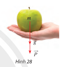 Giải Toán 12 trang 51 Chân trời