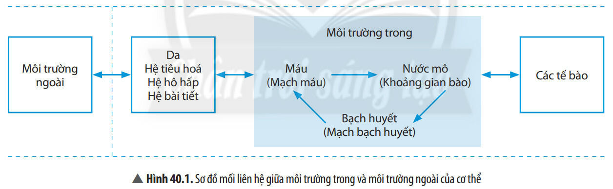 Lý thuyết KHTN 8 Bài 40 (Chân trời sáng tạo): Điều hòa môi trường trong cơ thể (ảnh 1)