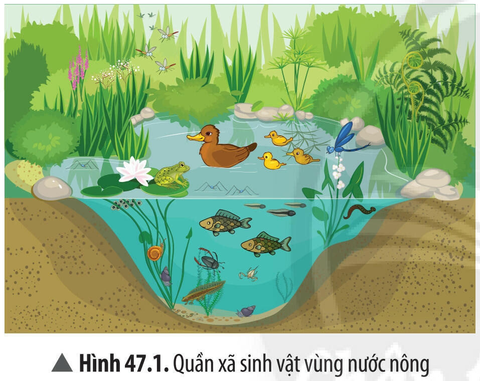Lý thuyết KHTN 8 Bài 47 (Chân trời sáng tạo): Quần xã sinh vật (ảnh 1)