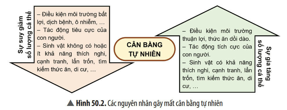 Lý thuyết KHTN 8 Bài 50 (Chân trời sáng tạo): Cân bằng tự nhiên (ảnh 1)
