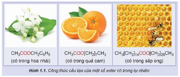 Giải Hóa 12 Kết nối tri thức bài 1: Ester - Lipid